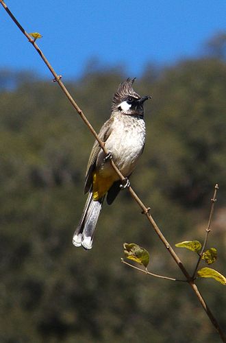 Himalayan bulbul